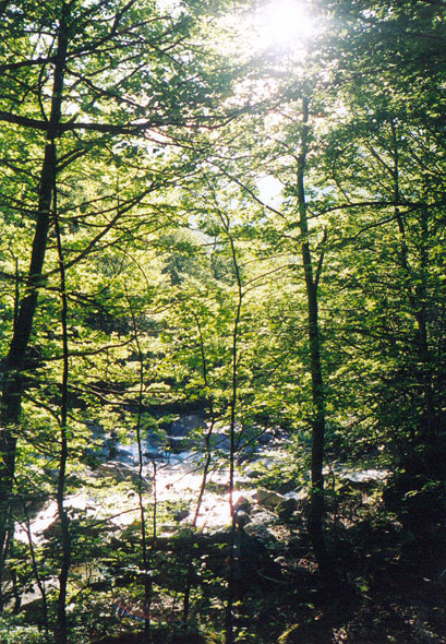 Superbe forêt avant le Pont de Salenque
